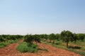 Citrus plantation in Sicily, Italy. Orange trees. Tangerine garden. Royalty Free Stock Photo