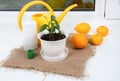 Citrus planting in room. Orange, lemon, mandarin, tangerine growing on window Royalty Free Stock Photo