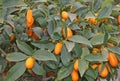 Citrus plants growing oranges and lemons in Sicily Royalty Free Stock Photo