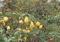 Citrus plants growing oranges and lemons in Sicily Royalty Free Stock Photo