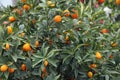 Citrus plants growing oranges and lemons in Sicily Royalty Free Stock Photo