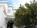 Citrus plants in Tunis, Tunisia Royalty Free Stock Photo