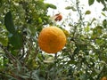 Citrus plants of Tunisia Royalty Free Stock Photo