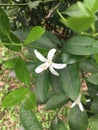 Citrus reticulata Blanco