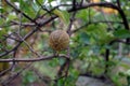 Citrus rust mite infestation on lme fruit Royalty Free Stock Photo