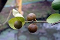 Citrus rust mite infestation on lme fruit Royalty Free Stock Photo