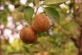 Citrus rust mite on lime fruit, cause damage of fruit