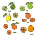 Citrus sketch set drawn in engraved style on white background. Lime, orange, mandarin, bergamot, grapefruit, tangerine Royalty Free Stock Photo