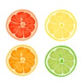 Citrus slices of lemon, orange, lime and grapefruit. Vector illustration on white background Royalty Free Stock Photo