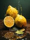 Citrus Splash: Fresh Lemons Glistening with Water