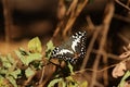 Citrus Swallowtail Royalty Free Stock Photo