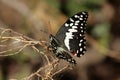 Citrus Swallowtail Royalty Free Stock Photo