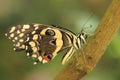 Citrus swallowtail
