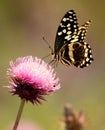 Citrus swallowtail butterfly Royalty Free Stock Photo