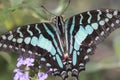 Citrus Swallowtail Butterfly Royalty Free Stock Photo