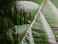 Citrus Swallowtail butterfly egg on a leaf. Royalty Free Stock Photo