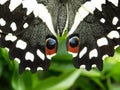 Citrus Swallowtail butterfly eye spots Royalty Free Stock Photo