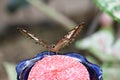 Citrus Swallowtail Butterfly feeding from feeder