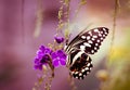 Citrus Swallowtail butterfly Royalty Free Stock Photo