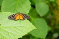 Citrus swallowtail butterfly Royalty Free Stock Photo