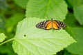 Citrus swallowtail butterfly Royalty Free Stock Photo