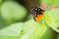 Citrus swallowtail butterfly Royalty Free Stock Photo