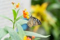 Citrus swallowtail butterfly Royalty Free Stock Photo