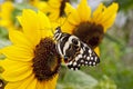 A citrus swallowtail butterfly Papilio demodocus