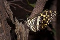 Citrus swallowtail Butterfly Papilio demodocus sitting on a branch resting Royalty Free Stock Photo