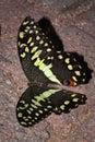 Citrus swallowtail Butterfly Papilio demodocus sitting on a branch resting Royalty Free Stock Photo