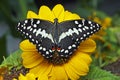 A citrus swallowtail butterfly Papilio demodocus on a sunflower Royalty Free Stock Photo