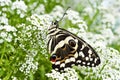 A citrus swallowtail butterfly Papilio demodocus on sweet alyssum flowers Royalty Free Stock Photo