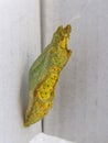 Citrus Swallowtail butterfly pupae 1