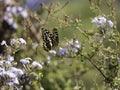 A Citrus Swallowtail butterfly sitting on white flowers Royalty Free Stock Photo