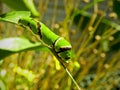 Citrus Swallowtail caterpillar Royalty Free Stock Photo