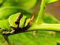 Citrus Swallowtail caterpillar 2 Royalty Free Stock Photo