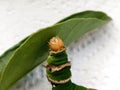 Citrus Swallowtail caterpillar eating a lemon tree leaf. Royalty Free Stock Photo