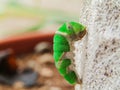 Citrus Swallowtail Caterpillar is fasting to pupate Royalty Free Stock Photo