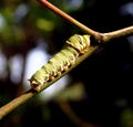 Citrus Swallowtail Caterpillar Royalty Free Stock Photo