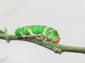 Citrus Swallowtail Caterpillar walking on a branch on a white background Royalty Free Stock Photo