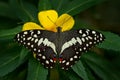 Citrus swallowtail or Christmas butterfly, Papilio demodocusInsect on flower bloom in the nature habitat, South Africa, Botswana Royalty Free Stock Photo