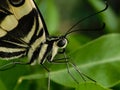 Citrus Swallowtail eyes and body Royalty Free Stock Photo