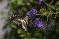 Citrus Swallowtail Papilio demodocus butterfly Royalty Free Stock Photo