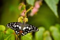 Citrus swallowtail spreads its wings on plant Royalty Free Stock Photo