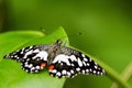 Citrus swallowtail spreads its wings on plant Royalty Free Stock Photo