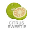 Citrus Sweetie icon entirely