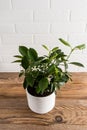 Citrus tangerine mini tree in a white ceramic pot on a wooden table against a white brick wall. a fashion trend in the home Royalty Free Stock Photo