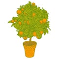 Citrus tangerine, orange or lemon citrus tree