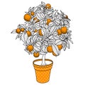 Citrus tangerine, orange or lemon citrus tree in a pot