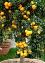 Citrus tangerine tree in the pot Royalty Free Stock Photo